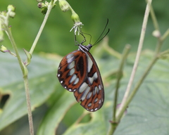 Oleria cyrene solida