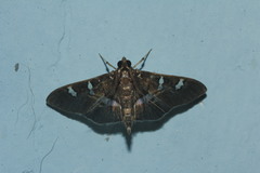 Desmia ufeus