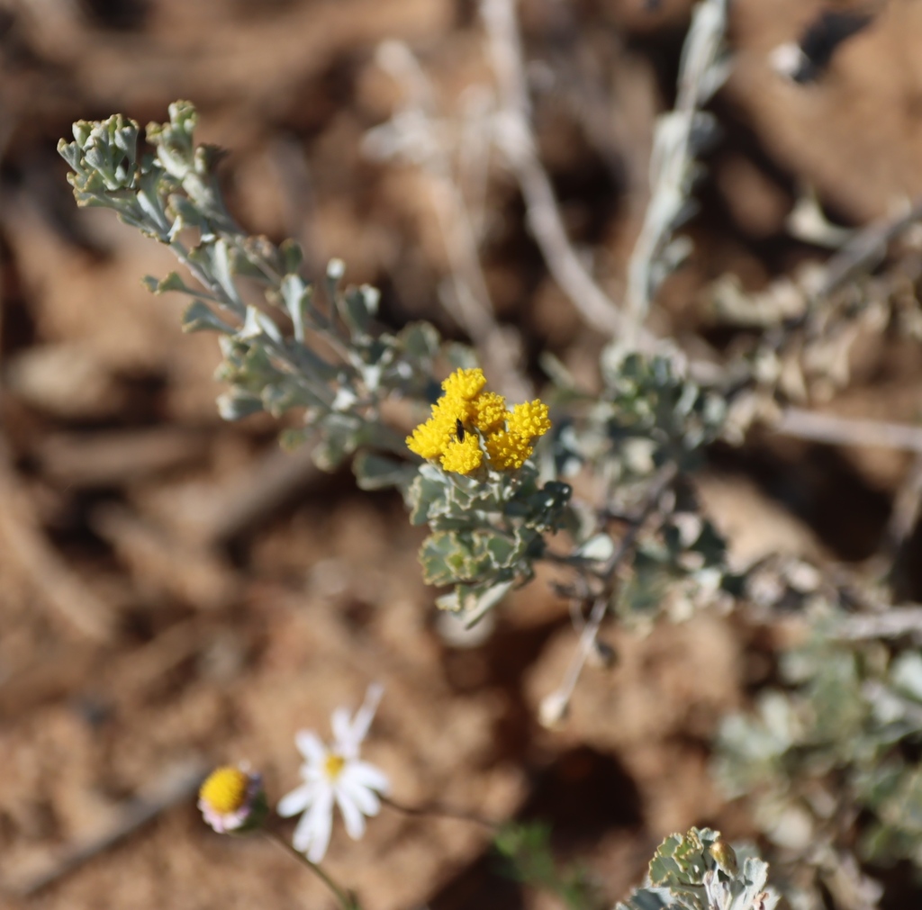Pentzia dentata; photograph (c) Tony Rebelo, some rights reserved (CC BY-SA)