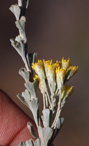 Pentzia dentata, photograph 1