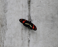 Heliconius telesiphe