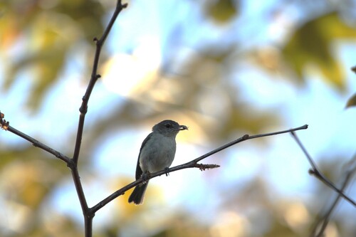 iNaturalist observation photo of Bell's Vireo