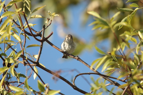 iNaturalist observation photo of Bell's Vireo