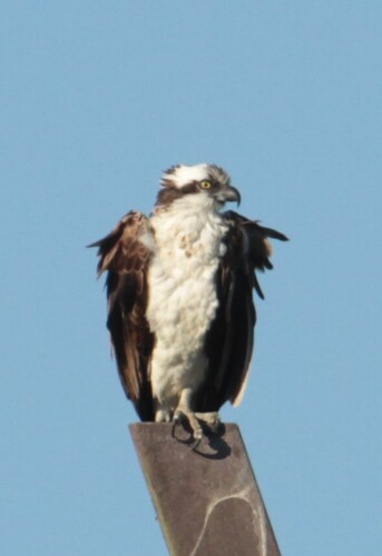 iNaturalist observation photo of Osprey