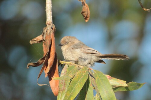 iNaturalist observation photo of Bushtit