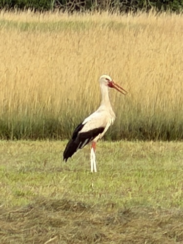 White Stork