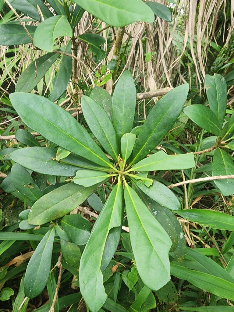 Wallenia formonensis