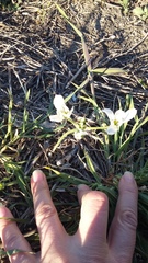 Ornithogalum navaschinii