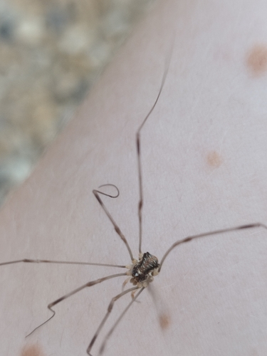Canestrini's Harvestman