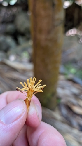 Lodoicea maldivica, photograph 2