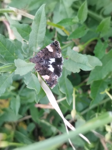 Four-spotted Moth