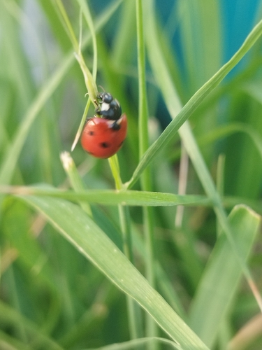 Seven-spotted Lady Beetle