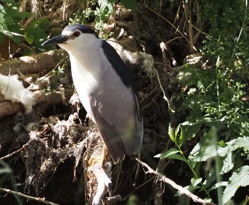 Black-crowned Night Heron
