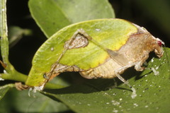 Pycnopalpa bicordata