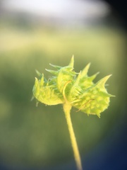 Ranunculus arvensis