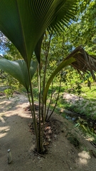 Lodoicea maldivica
