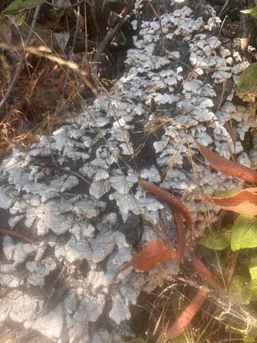 iNaturalist observation photo of Mushrooms, Bracket Fungi, Puffballs, and Allies