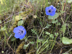 Nemophila menziesii menziesii