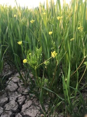 Ranunculus arvensis