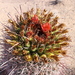 Ferocactus wislizeni ajoensis - Photo (c) gergew, alguns direitos reservados (CC BY-NC), uploaded by gergew