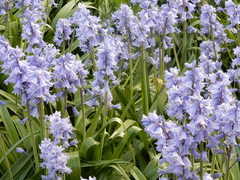 Hyacinthoides