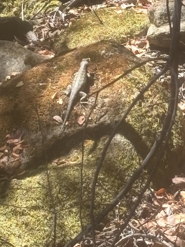 iNaturalist observation photo of Western Fence Lizard