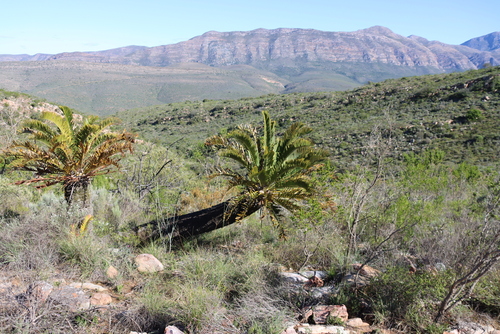 Encephalartos longifolius, photograph 4