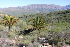 (c) Tony Rebelo, some rights reserved (CC BY-SA) Encephalartos longifolius, photograph (c) Tony Rebelo, some rights reserved (CC BY-SA)