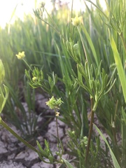 Ranunculus arvensis