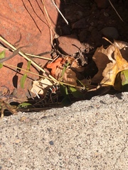 Lampropeltis pyromelana