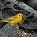 Galapagos Yellow Warbler - Photo (c) Andy Jones, some rights reserved (CC BY-NC-SA)