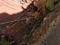 Lampropeltis pyromelana