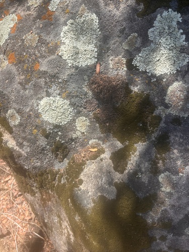 iNaturalist observation photo of Orange Atoms