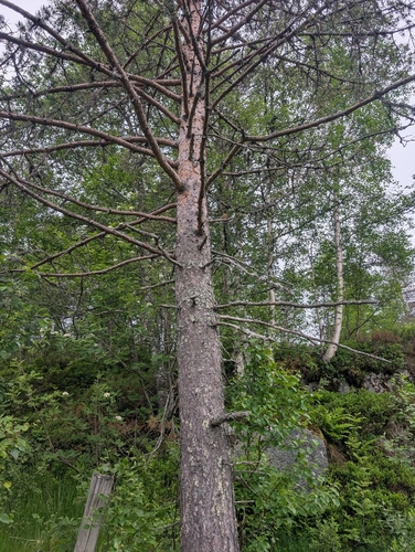 Scots pine