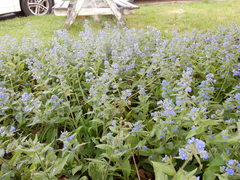 Pentaglottis sempervirens