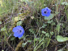 Nemophila menziesii menziesii
