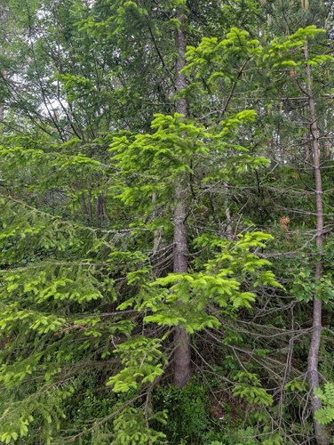 Norway spruce