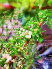 Cliffortia filifolia