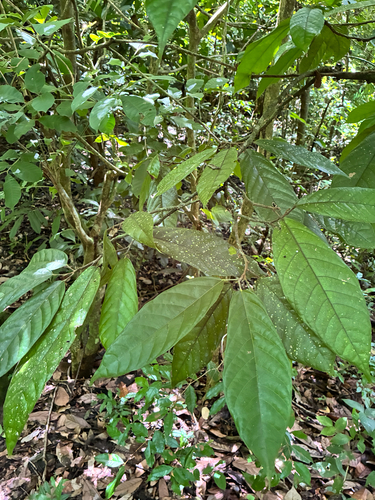 cacao tree