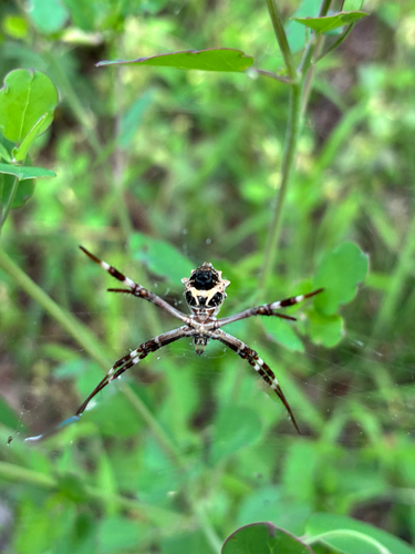 Argiope blanda