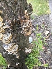 Reticularia lycoperdon