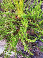 Cliffortia filifolia