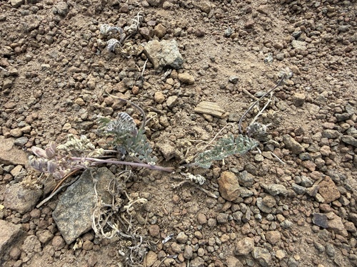 Lomatium watsonii, 2026-06-22