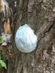 Reticularia lycoperdon