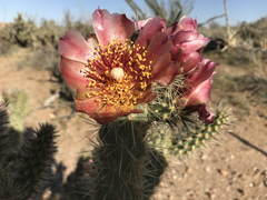 Cylindropuntia wolfii
