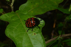 Platyphora rubropunctata