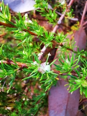 Cliffortia filifolia
