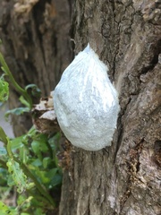 Reticularia lycoperdon