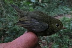 Ceratopipra mentalis