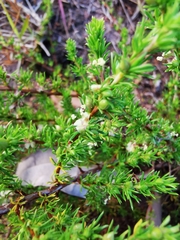 Cliffortia filifolia